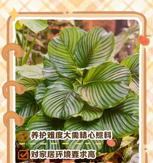 青苹果竹芋叶子发黄干枯的解决方法是什么？