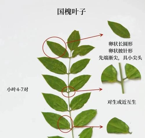 国槐繁殖和栽培的技术要点是什么？