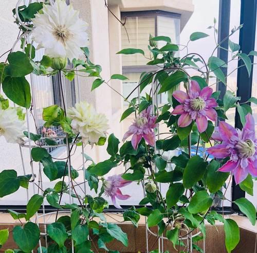 阳台种什么花呀好看呢？阳台花卉种植的推荐和技巧有哪些？