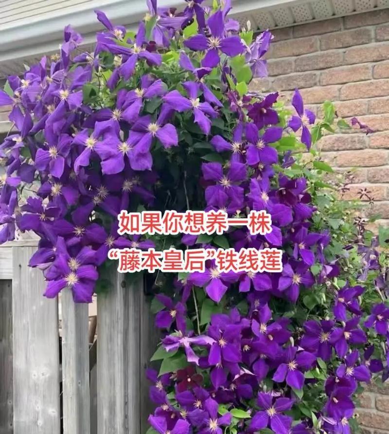下雨多的地区铁线莲如何配土？怎样选择合适的土壤？