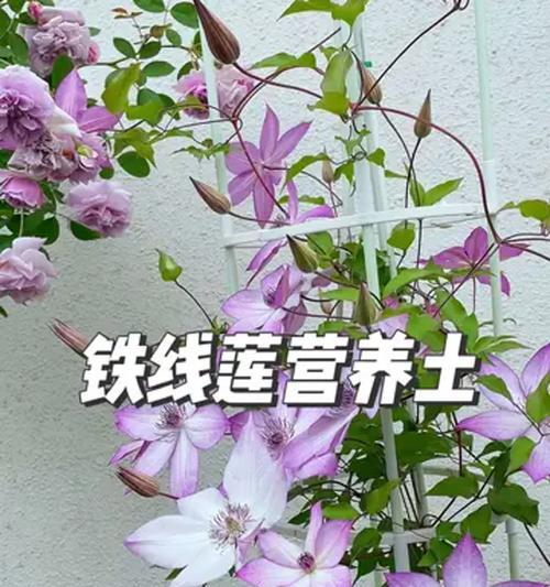 下雨多的地区铁线莲如何配土？怎样选择合适的土壤？