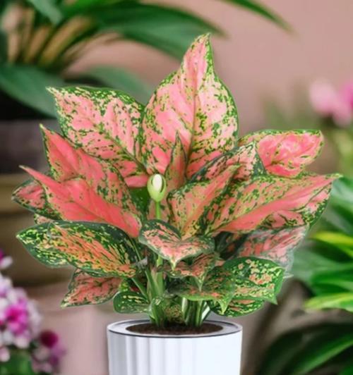 阳台种植花卉有哪些好选择？