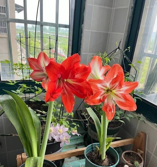 阳台种植花卉有哪些好选择？
