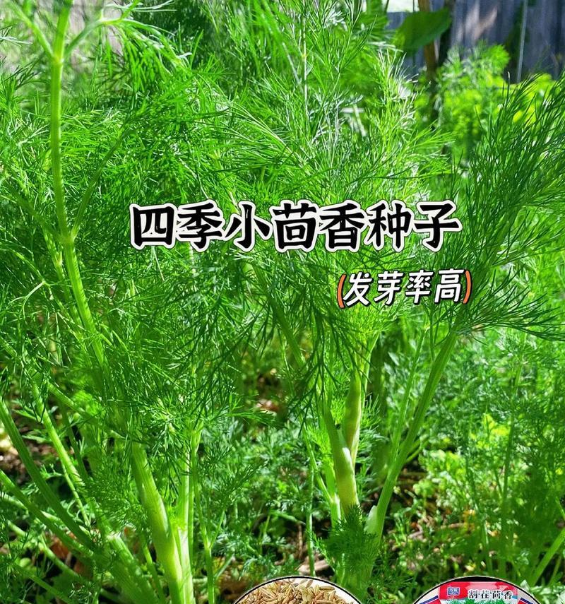 小茴香的最佳播种时间是什么时候？