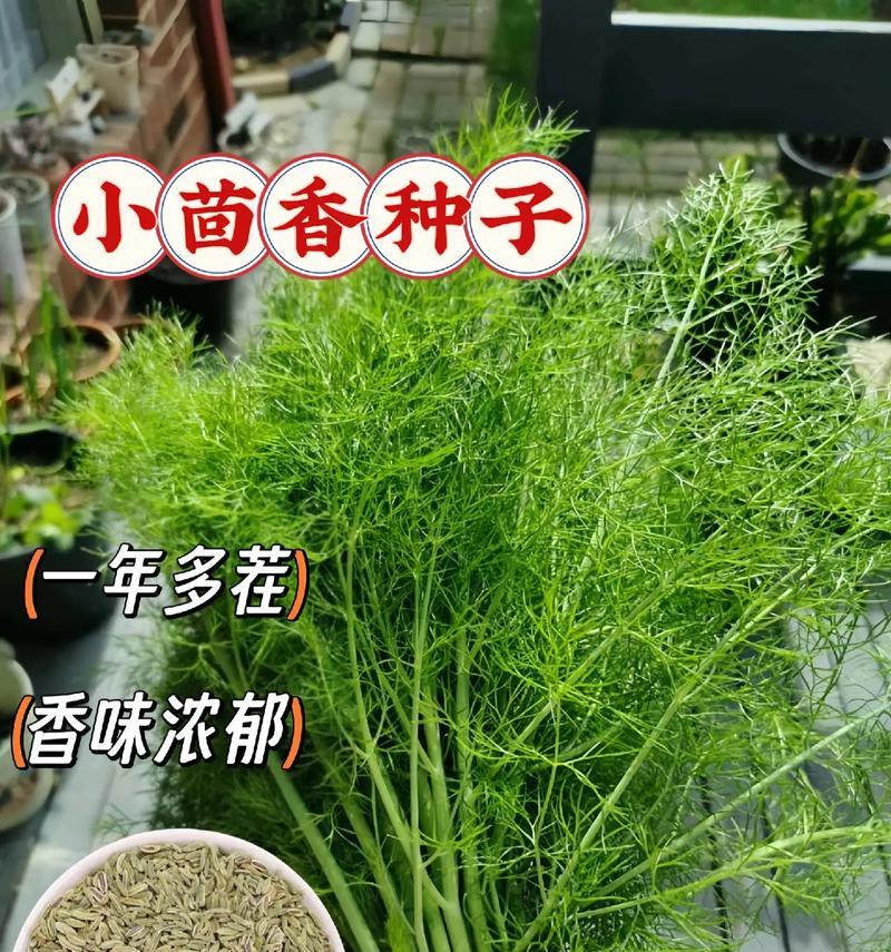 小茴香的最佳播种时间是什么时候？