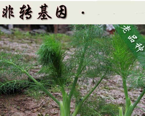 小茴香的最佳播种时间是什么时候？