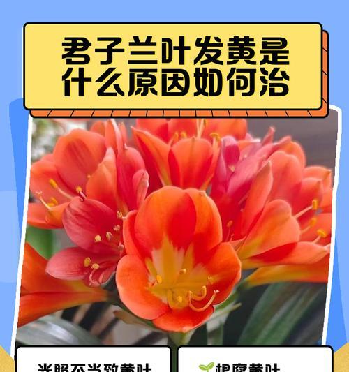 君子兰叶片长黄斑的原因及预防措施是什么？