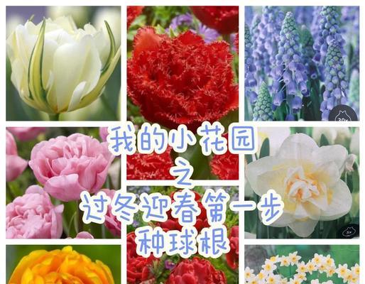 球根植物第二年不复花的解决方法是什么？