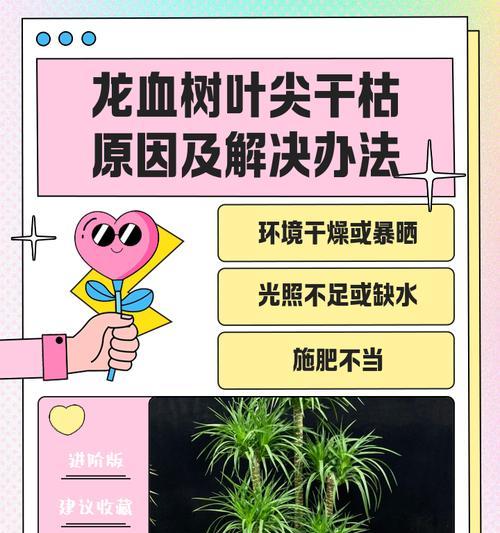 龙血树叶子发黄后如何防护？有哪些有效的防护措施？