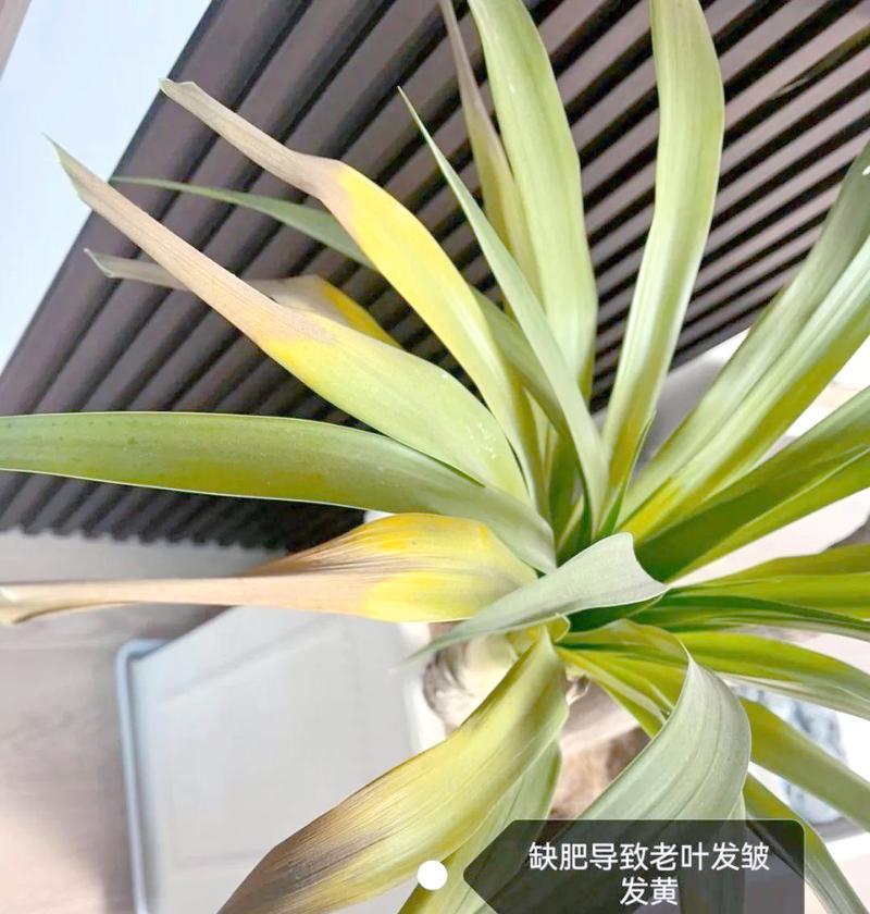 龙血树叶子发黄后如何防护？有哪些有效的防护措施？