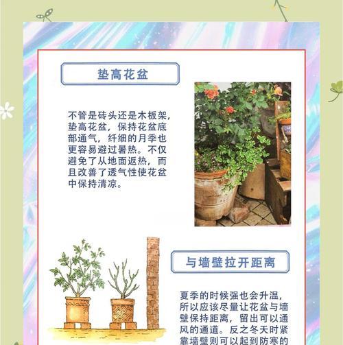 月季被晒伤了该如何处理？