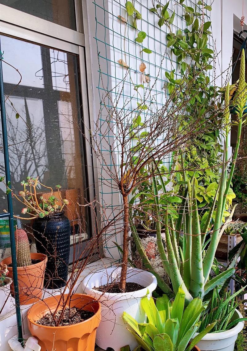 阳台适合种植哪些容易养护的花卉？