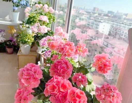 阳台适合种植哪些容易养护的花卉？