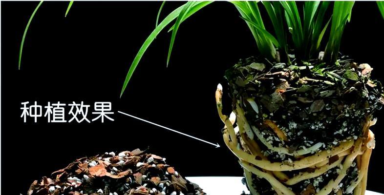 君子兰的植料选择和使用方法是什么？如何提高成活率？