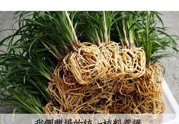 君子兰的植料选择和使用方法是什么？如何提高成活率？