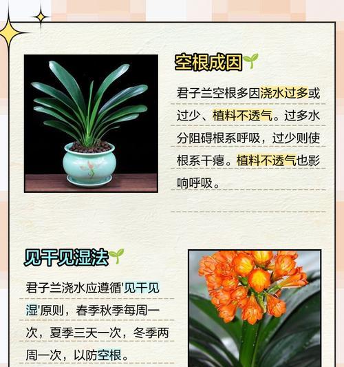 君子兰的植料选择和使用方法是什么？如何提高成活率？