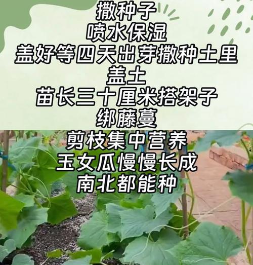 福建黄瓜什么时候播种？播种前需要做哪些准备？