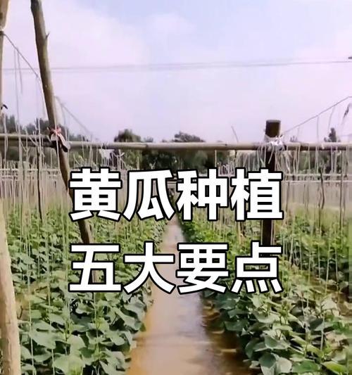 福建黄瓜什么时候播种？播种前需要做哪些准备？