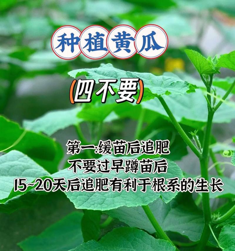 福建黄瓜什么时候播种？播种前需要做哪些准备？