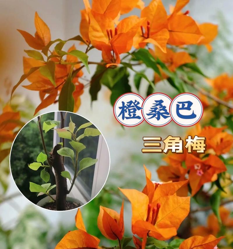三角梅会爬藤吗？如何正确养护？