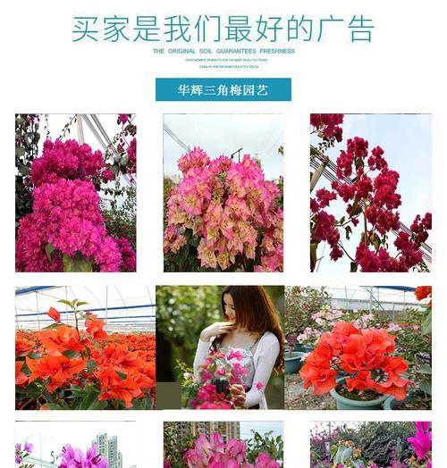 三角梅会爬藤吗？如何正确养护？
