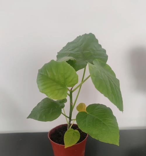 天竺葵僵苗如何解决？有哪些有效的处理措施？