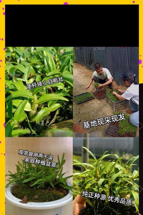 石斛老枝栽培技术要点有哪些？石斛老枝的正确栽培方法是什么？