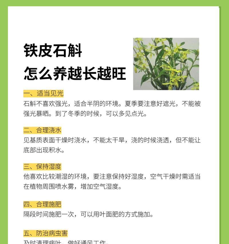 石斛老枝栽培技术要点有哪些？石斛老枝的正确栽培方法是什么？