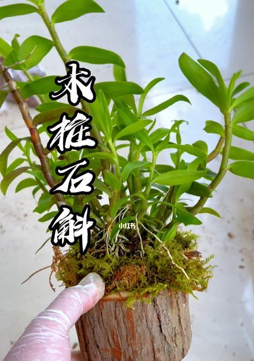 石斛老枝栽培技术要点有哪些？石斛老枝的正确栽培方法是什么？