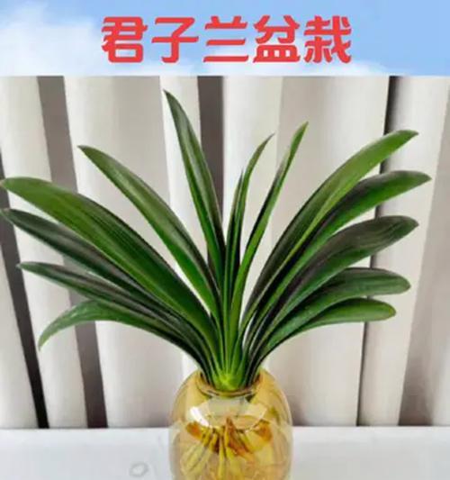君子兰盆儿大了怎么处理？盆栽君子兰过大如何调整？
