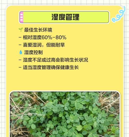 紫叶苜蓿播种的最佳时间是什么时候？