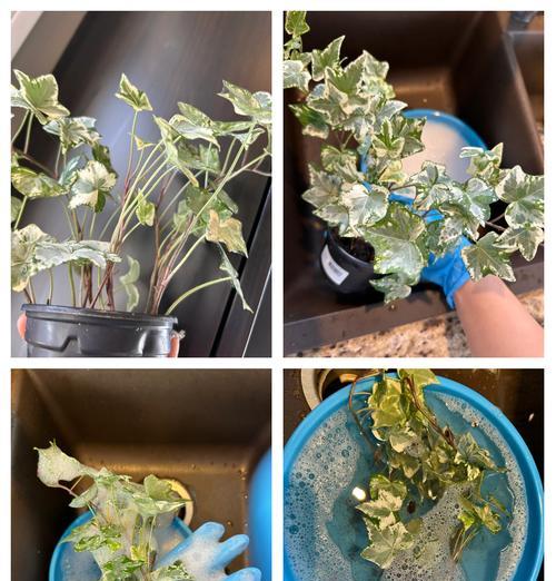 常春藤春季如何浇水？正确的浇水方法有哪些？