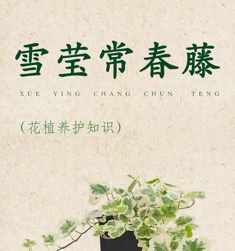 常春藤春季如何浇水？正确的浇水方法有哪些？