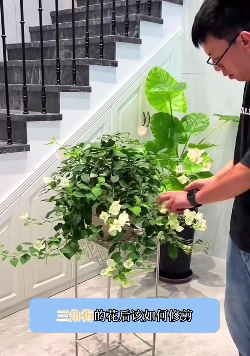三角梅苹果花高飘造型怎么修剪？三角梅修剪技巧有哪些？
