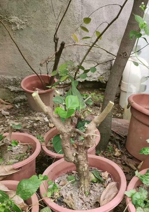 三角梅苹果花高飘造型怎么修剪？三角梅修剪技巧有哪些？