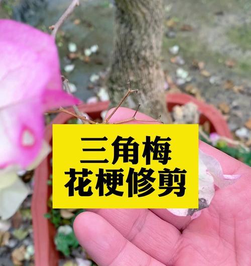 三角梅苹果花高飘造型怎么修剪？三角梅修剪技巧有哪些？