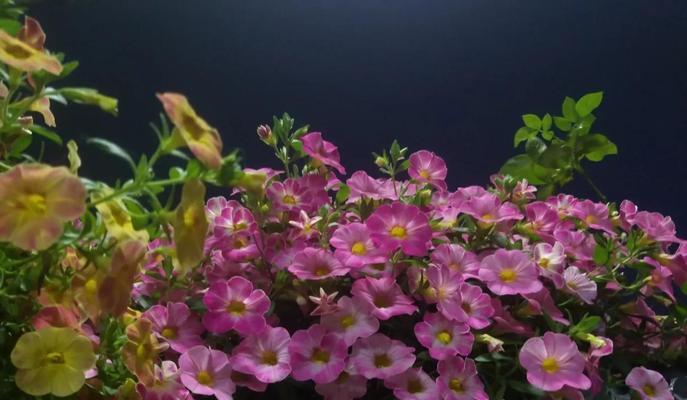 苏州室内阳台适合种植哪些花卉？阳台花卉养护要点有哪些？
