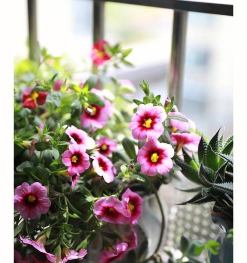苏州室内阳台适合种植哪些花卉？阳台花卉养护要点有哪些？