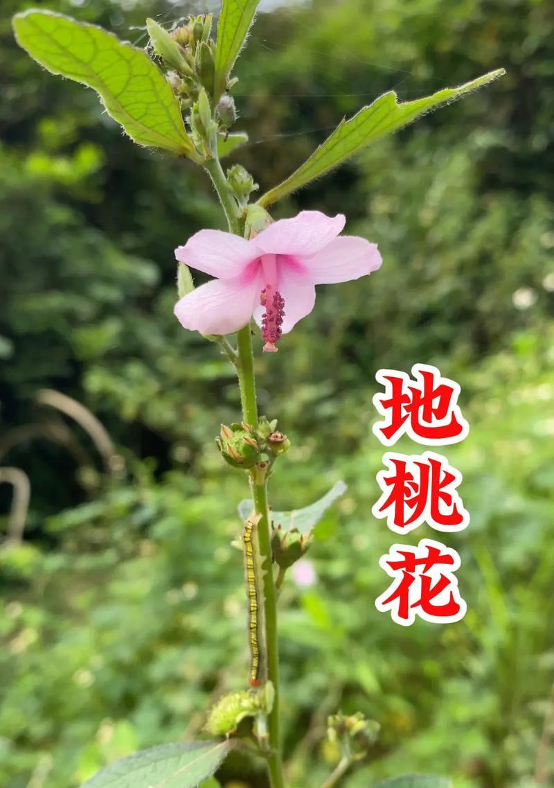 时来运转花的栽培技术是什么？有哪些要点？