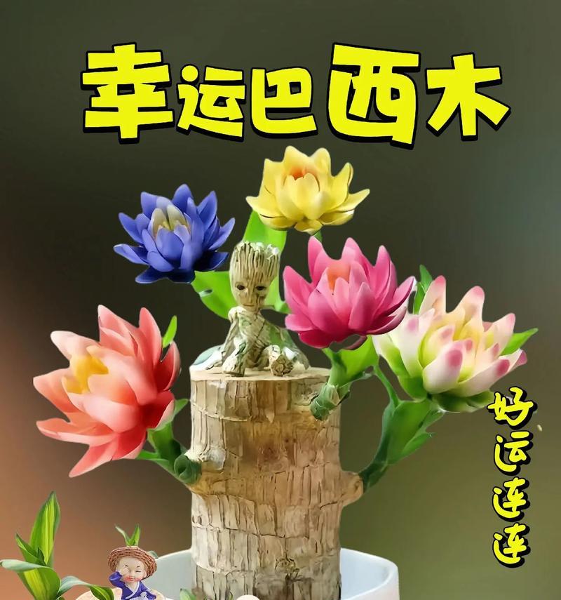时来运转花的栽培技术是什么？有哪些要点？