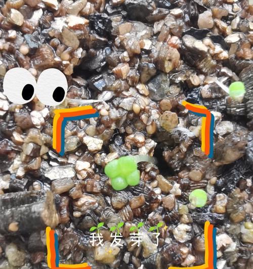 耧车播种适合哪些类型的种子？播种过程中的注意事项有哪些？