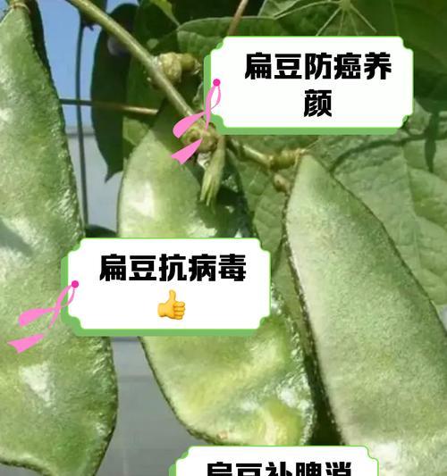 扁豆栽培技术有哪些常见问题？