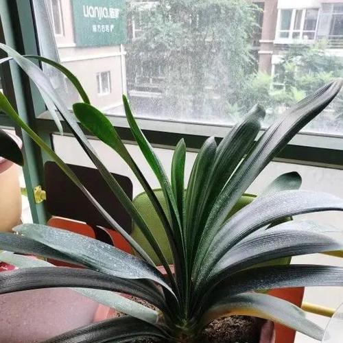 树皮种植君子兰的施肥方法是什么？如何确保营养充足？