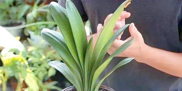 树皮种植君子兰的施肥方法是什么？如何确保营养充足？