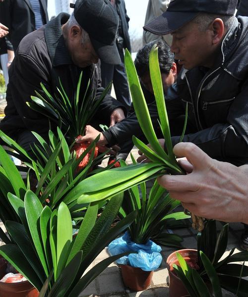 树皮种植君子兰的施肥方法是什么？如何确保营养充足？