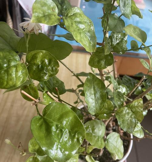 花心叶子出来发黄怎么回事？如何识别和解决这一问题？