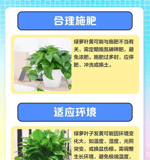花心叶子出来发黄怎么回事？如何识别和解决这一问题？