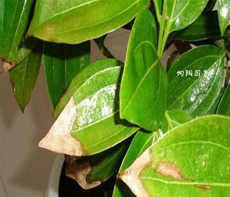 花心叶子出来发黄怎么回事？如何识别和解决这一问题？