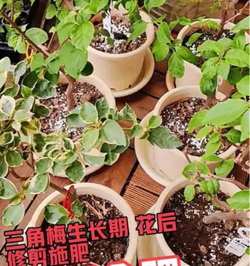 三角梅施肥后僵苗了怎么办？
