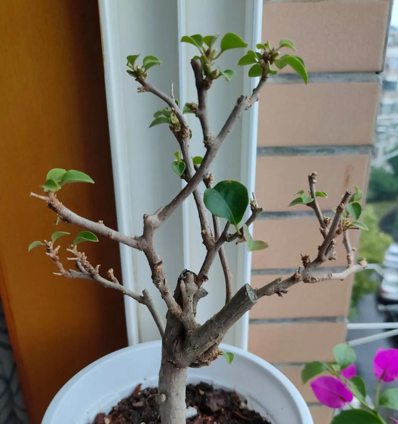 三角梅施肥后僵苗了怎么办？